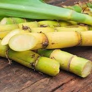 FSS Sugarcane Extract OS